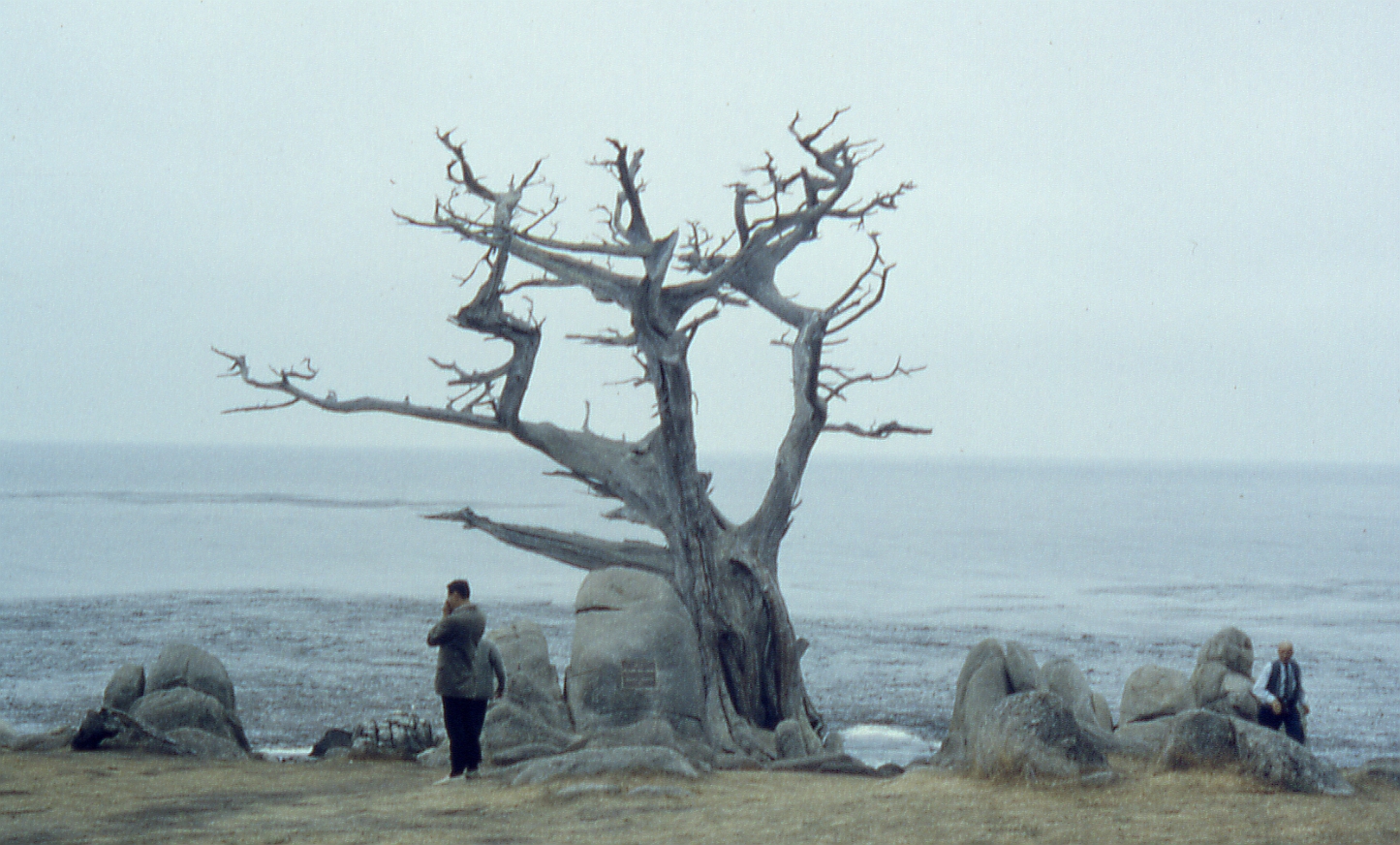 A pale, wind-sculpted Monterey cypress at the water's edge at Pebble Beach