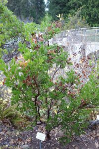 The smooth red bark and twisting limbs of a California manzanita