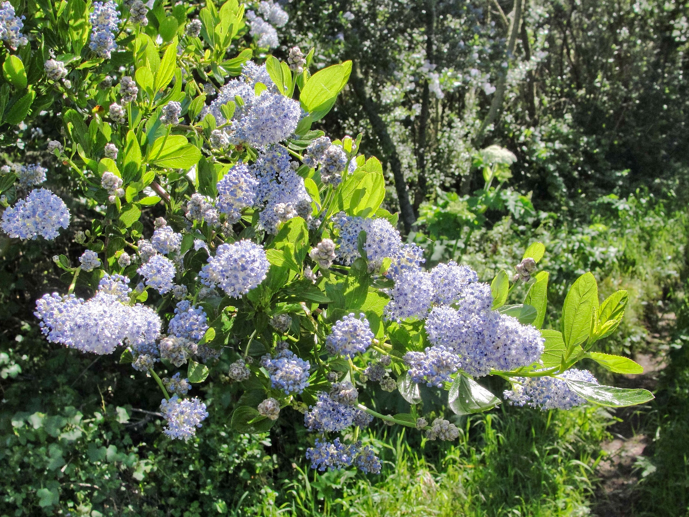 The blue flowers of native California lilac, Ceanothus thyrsiflorus