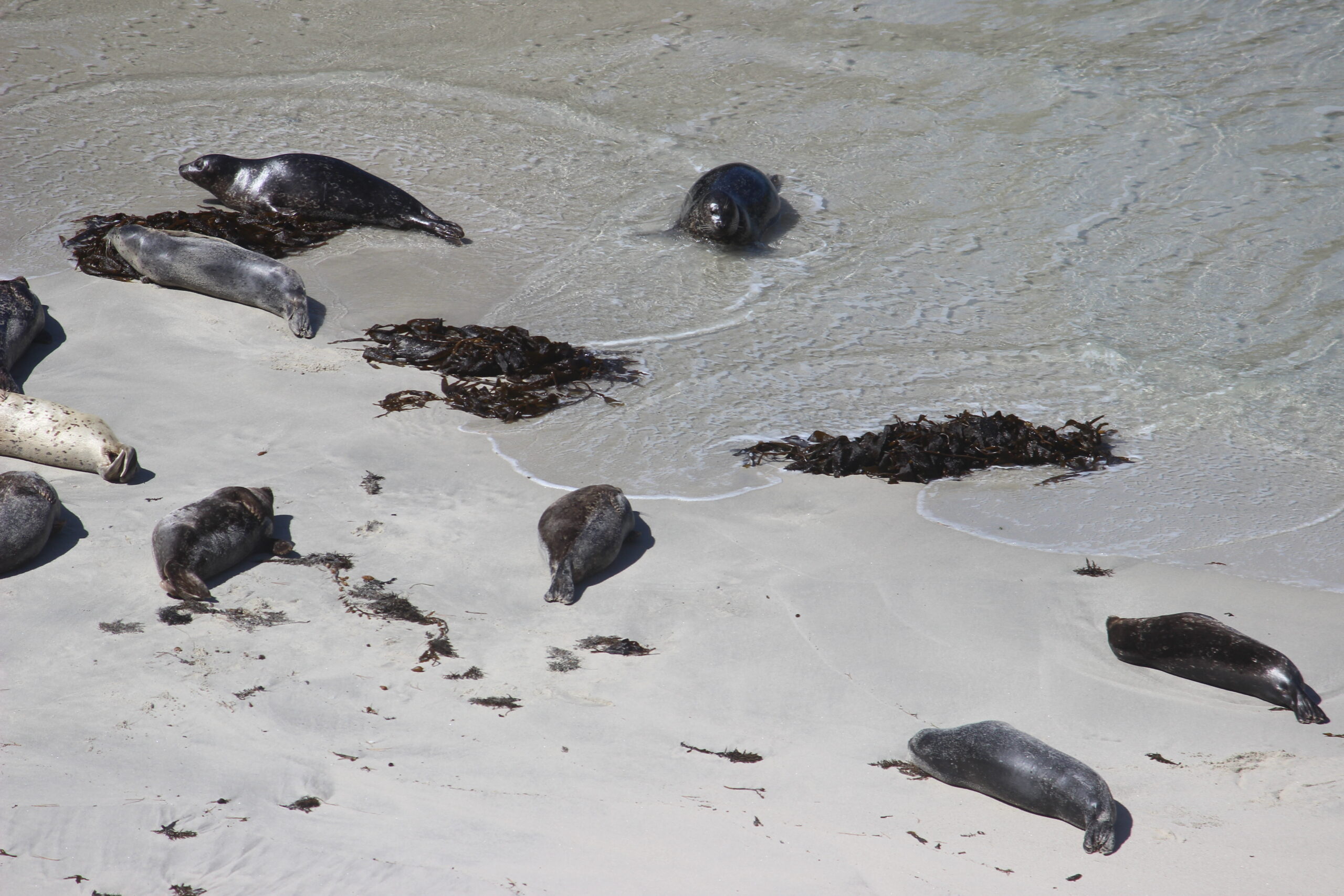 Harbor seals hauled out at Point Lobos State Natural Reserve
