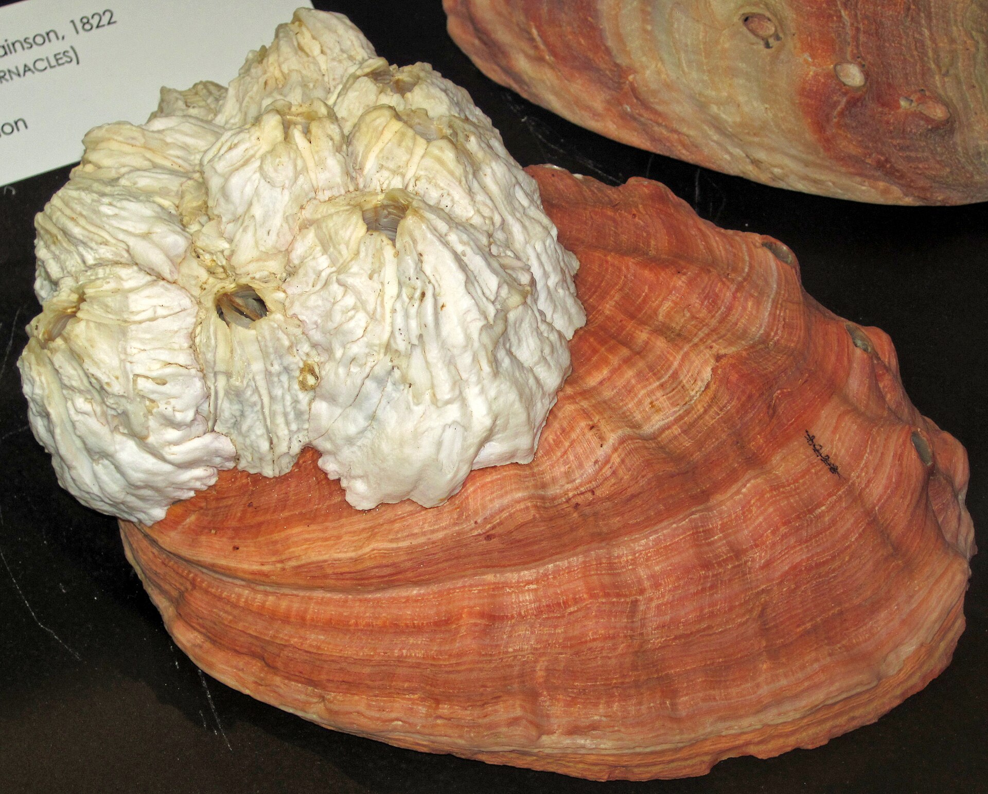 The Farm Beneath the Wharf: Monterey’s Hidden Abalone Harvest