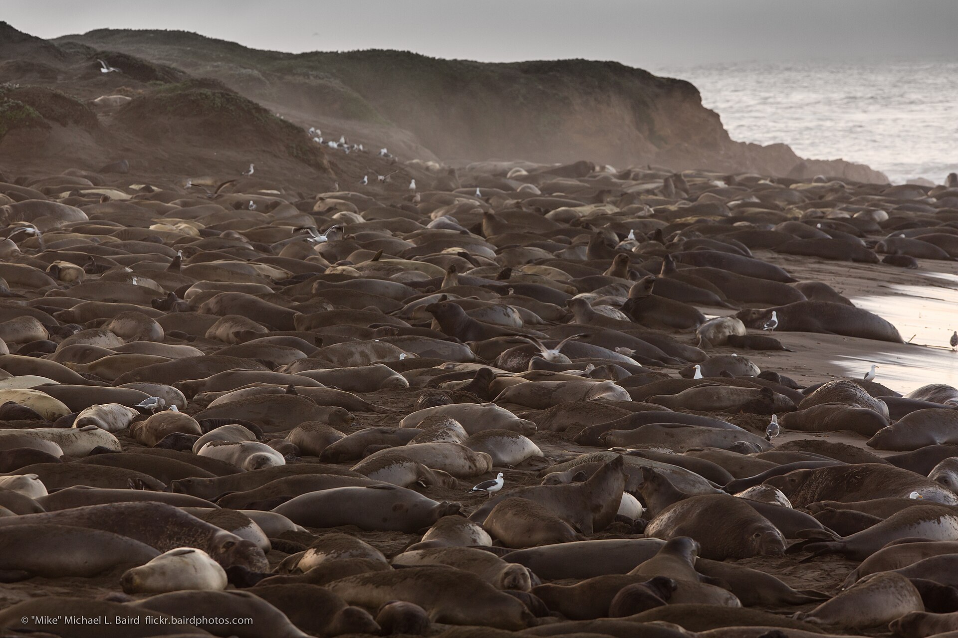 The Whole Coast, Again: Driving Highway 1 from Carmel to Cambria ...