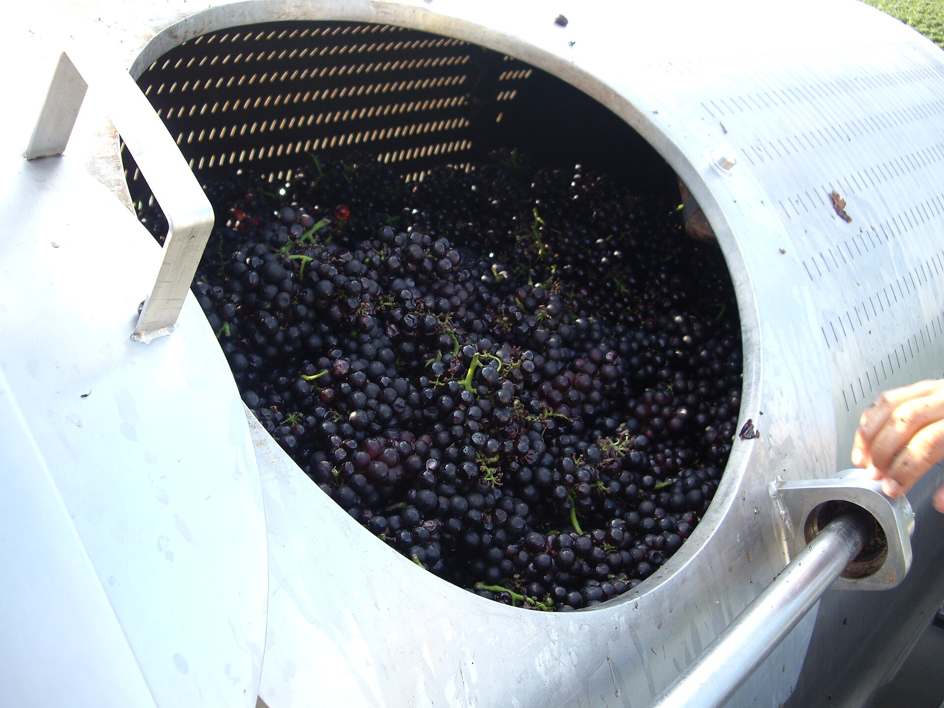 Whole clusters of pinot noir grapes at harvest