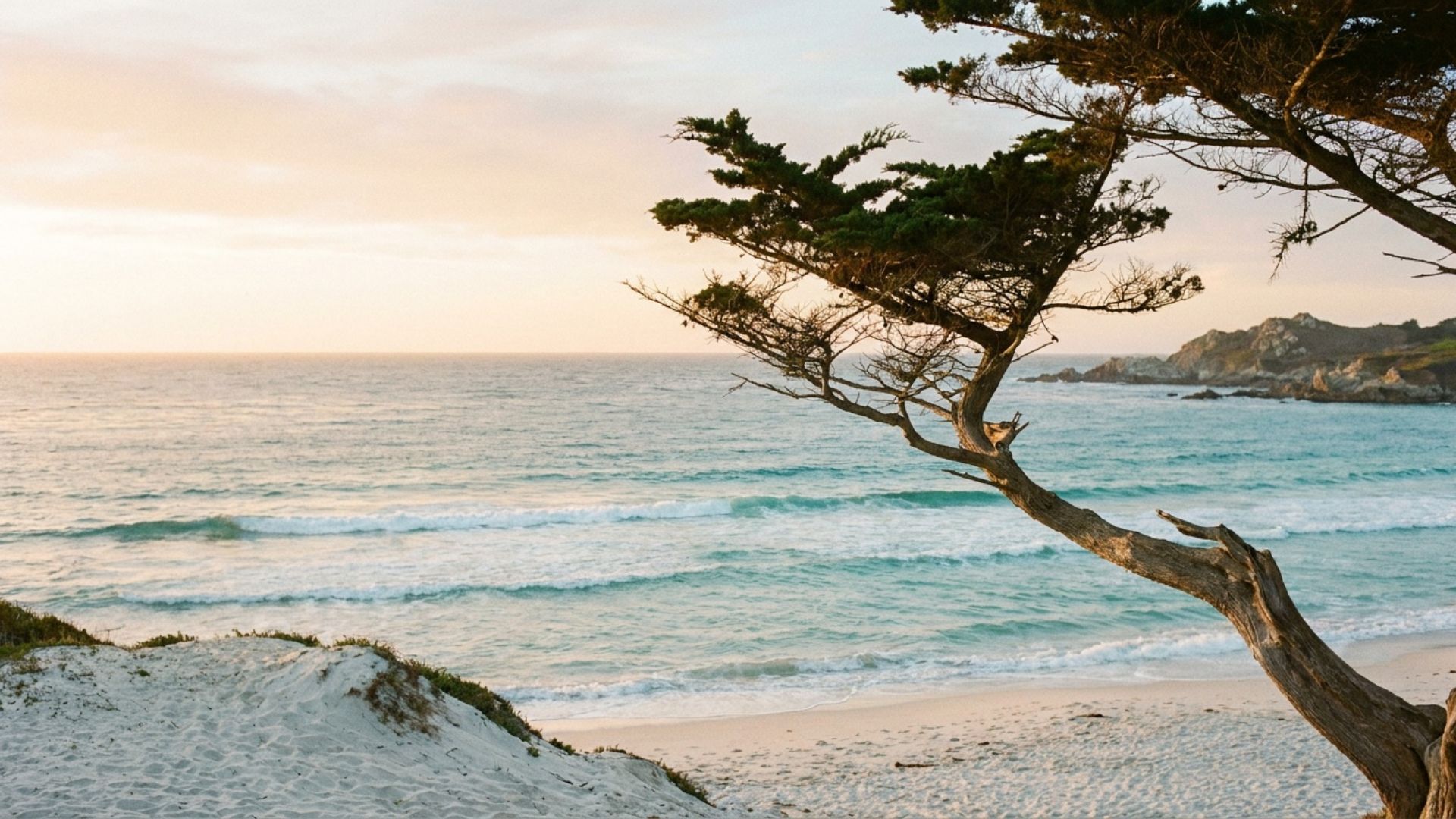 White sand and turquoise water at Carmel Beach with wind-sculpted cypress at golden hour.