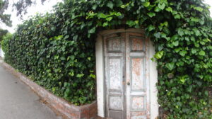 An ivy-covered stone wall along a quiet street in Carmel-by-the-Sea.