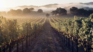 Carmel Valley vineyard rows heavy with ripe fruit in golden late-August light.