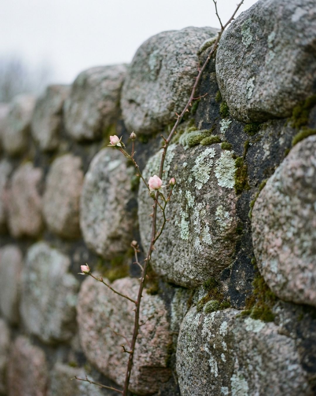 Detail of hand-laid coursed granite stonework with lichen and a climbing rose.