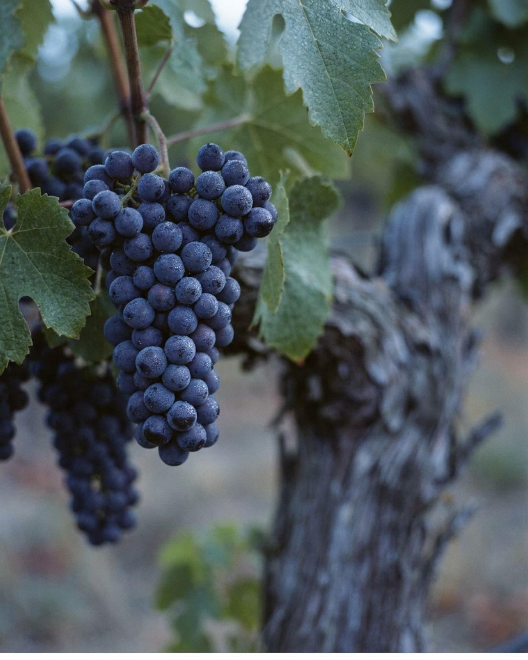 Dew-covered dark Pinot Noir grapes on the vine in cool pre-dawn light.